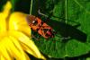 328266 – Photo : Guillaume Huot-Marchand – France (88)